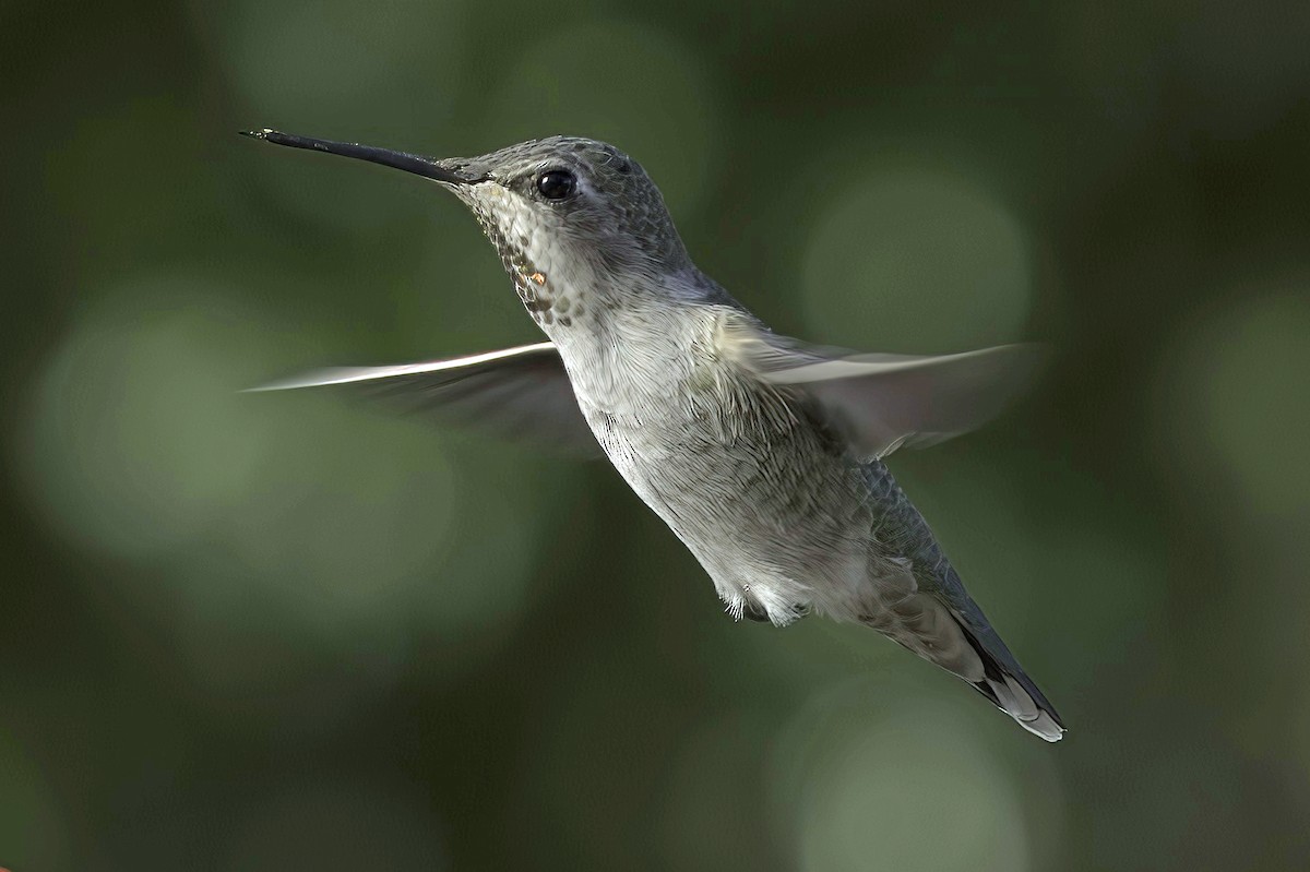 Annakolibri - ML645106603