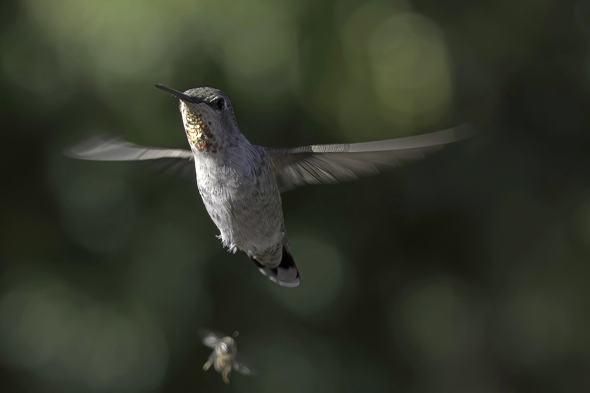 Annakolibri - ML645106605