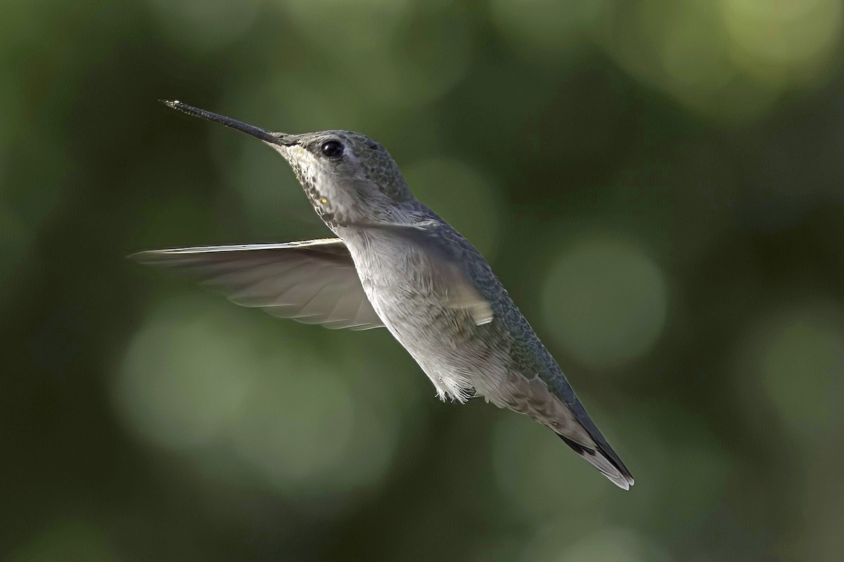 Annakolibri - ML645106606