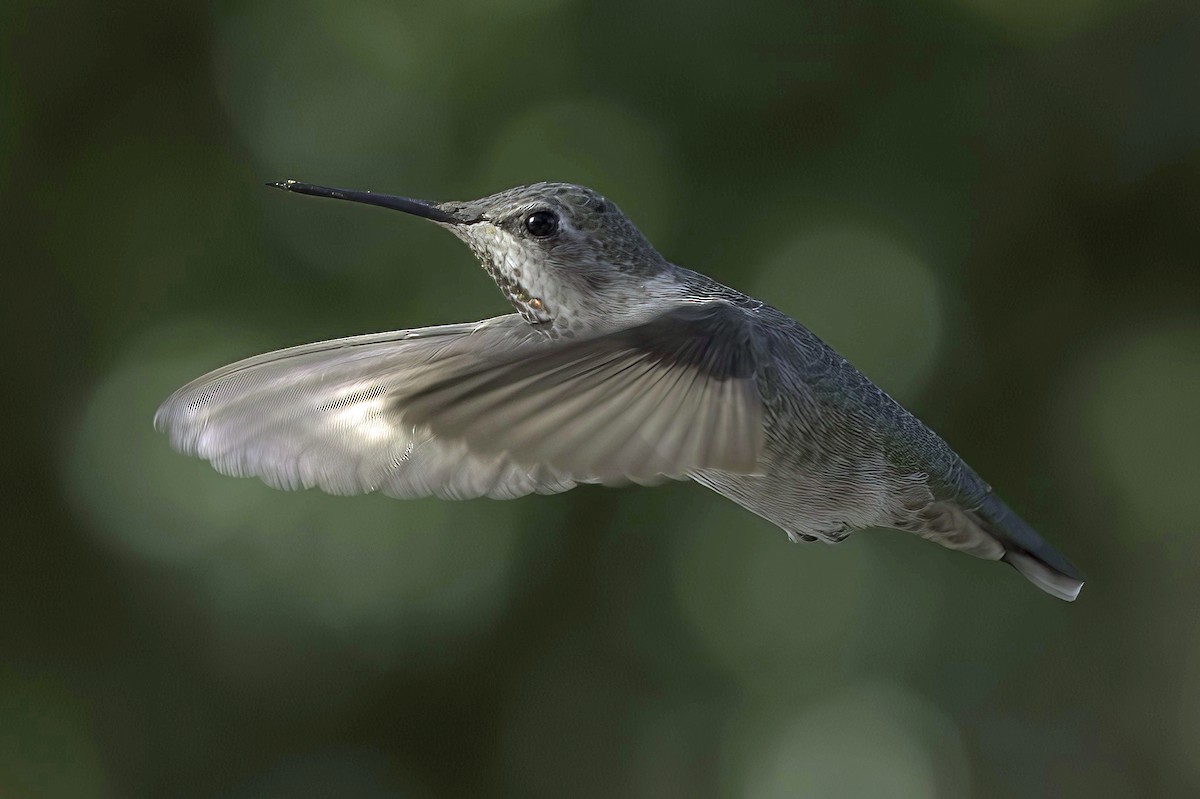 Annakolibri - ML645106607