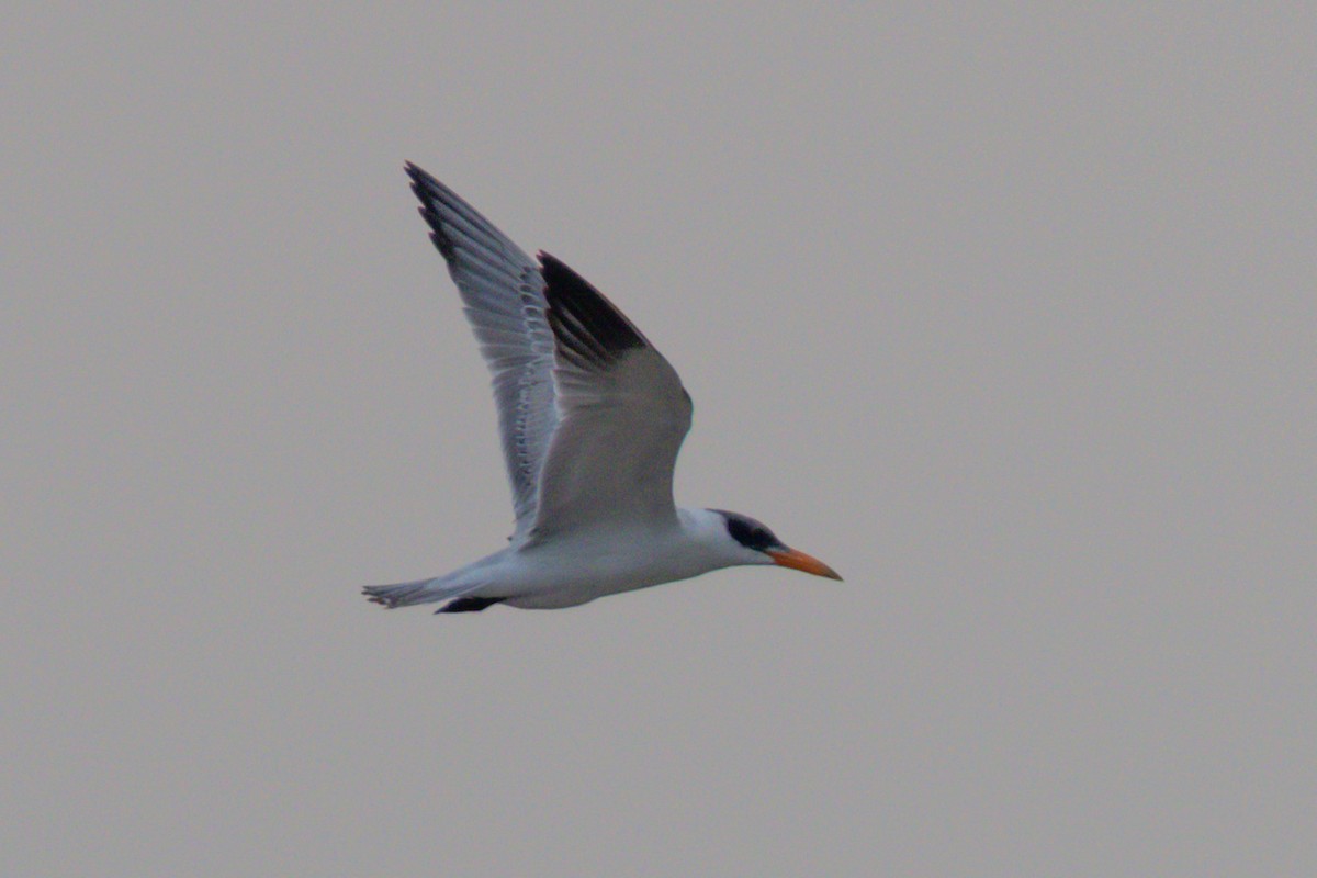 Raubseeschwalbe - ML645106611