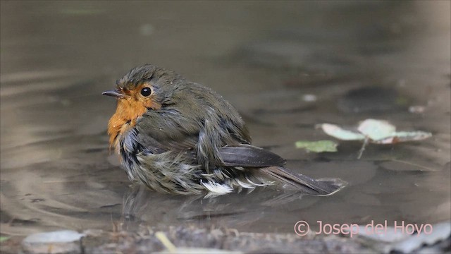 Вільшанка - ML645106616