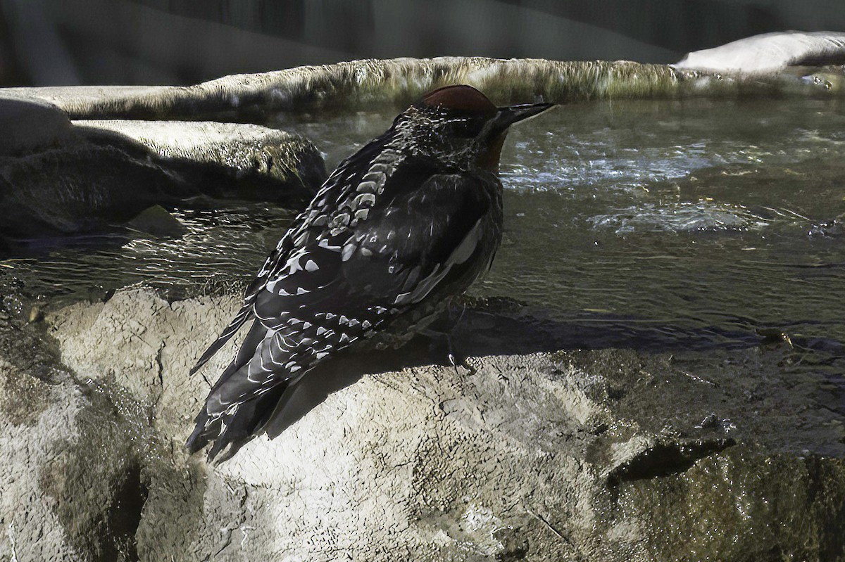 Rotnacken-Saftlecker - ML645106620