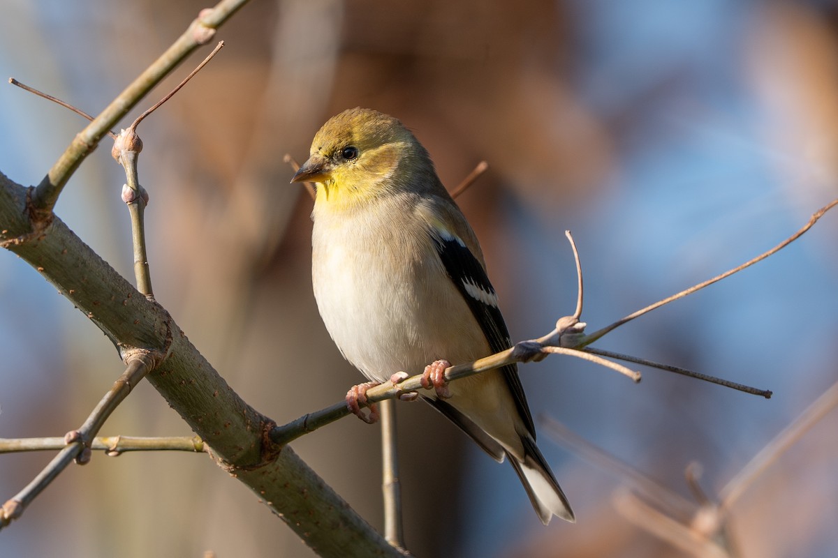 čížek žlutý - ML645106623