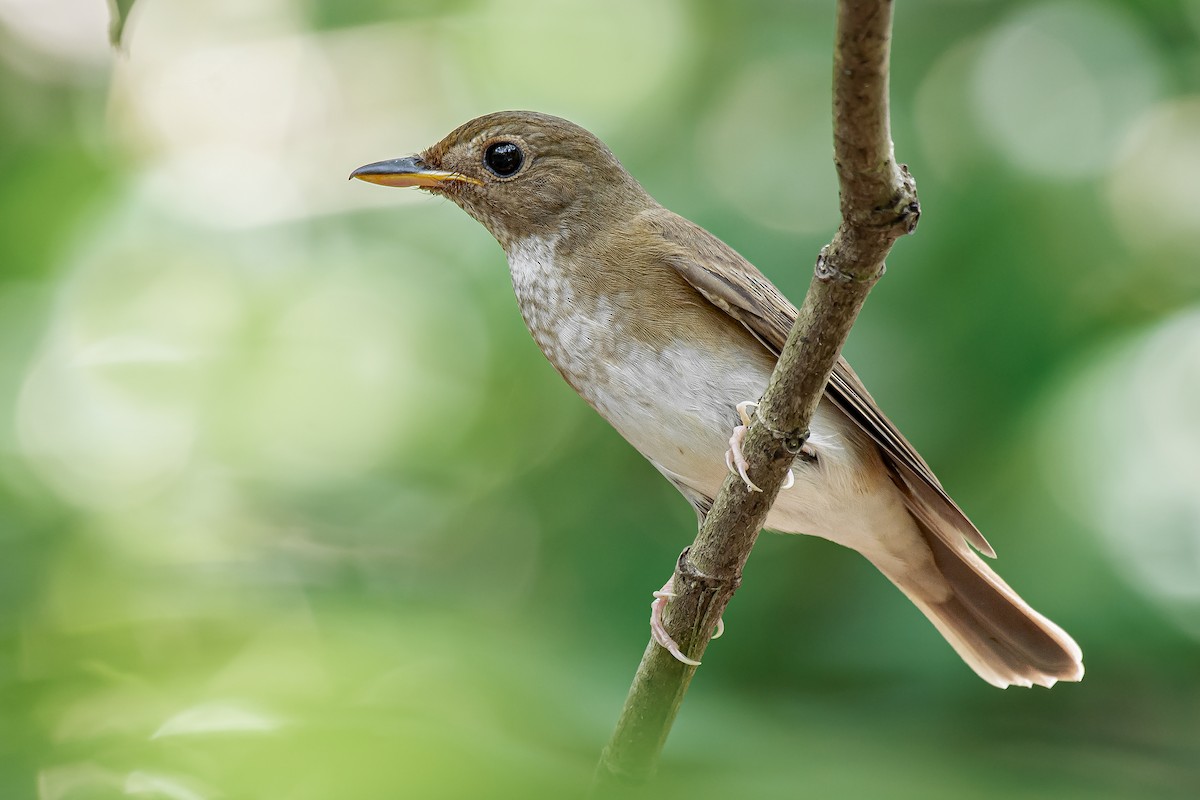 Brown-chested Jungle Flycatcher - ML645106643