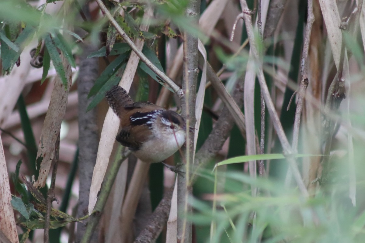 střízlík bažinný - ML645106657