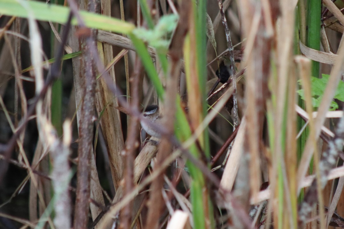 střízlík bažinný - ML645106658