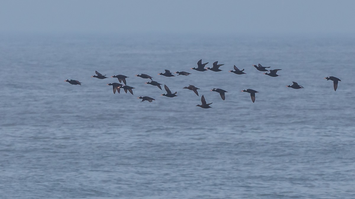 Surf Scoter - ML645106679