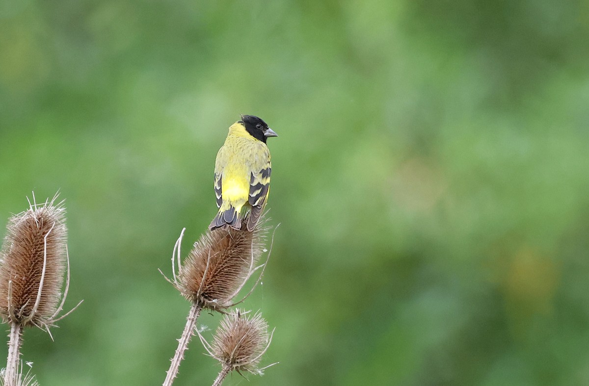Hooded Siskin - ML645106694