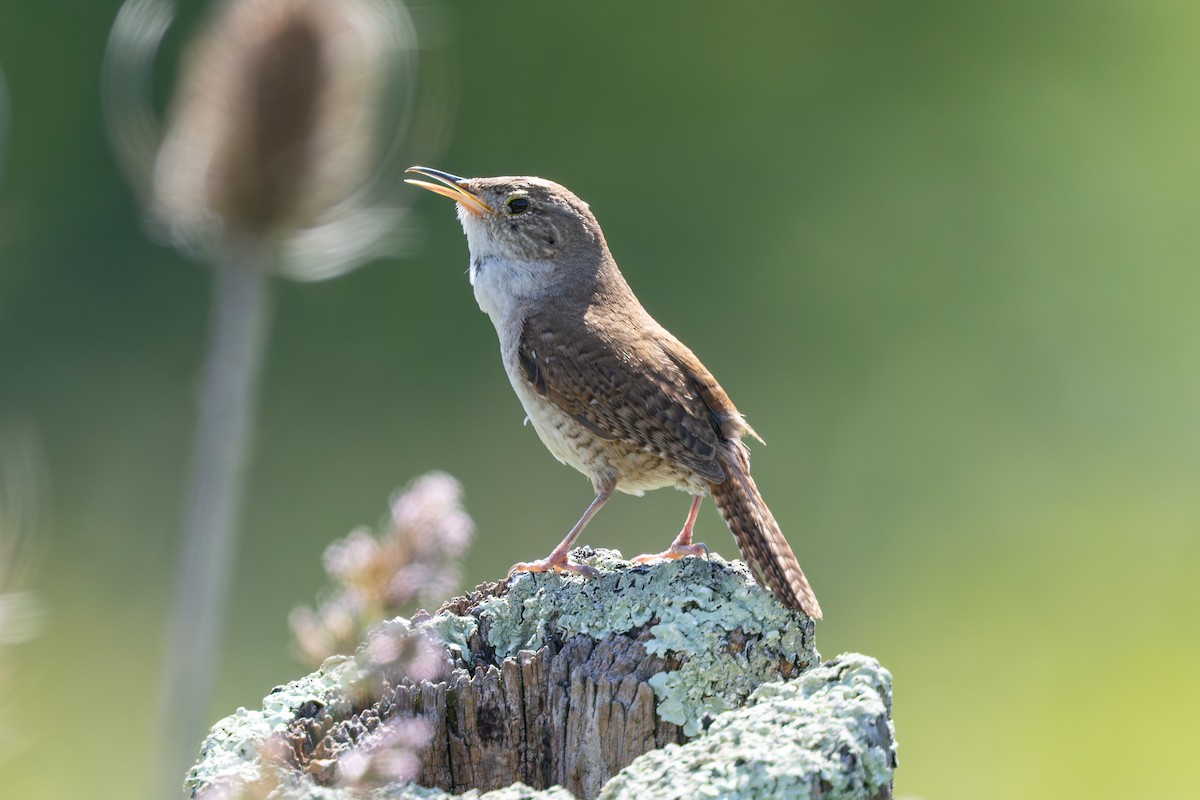 Northern House Wren - ML645106695
