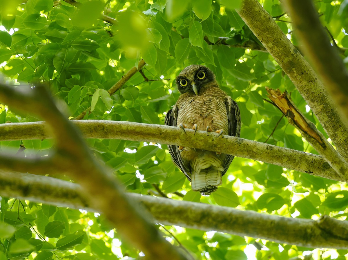 Рыжая иглоногая сова - ML645106704