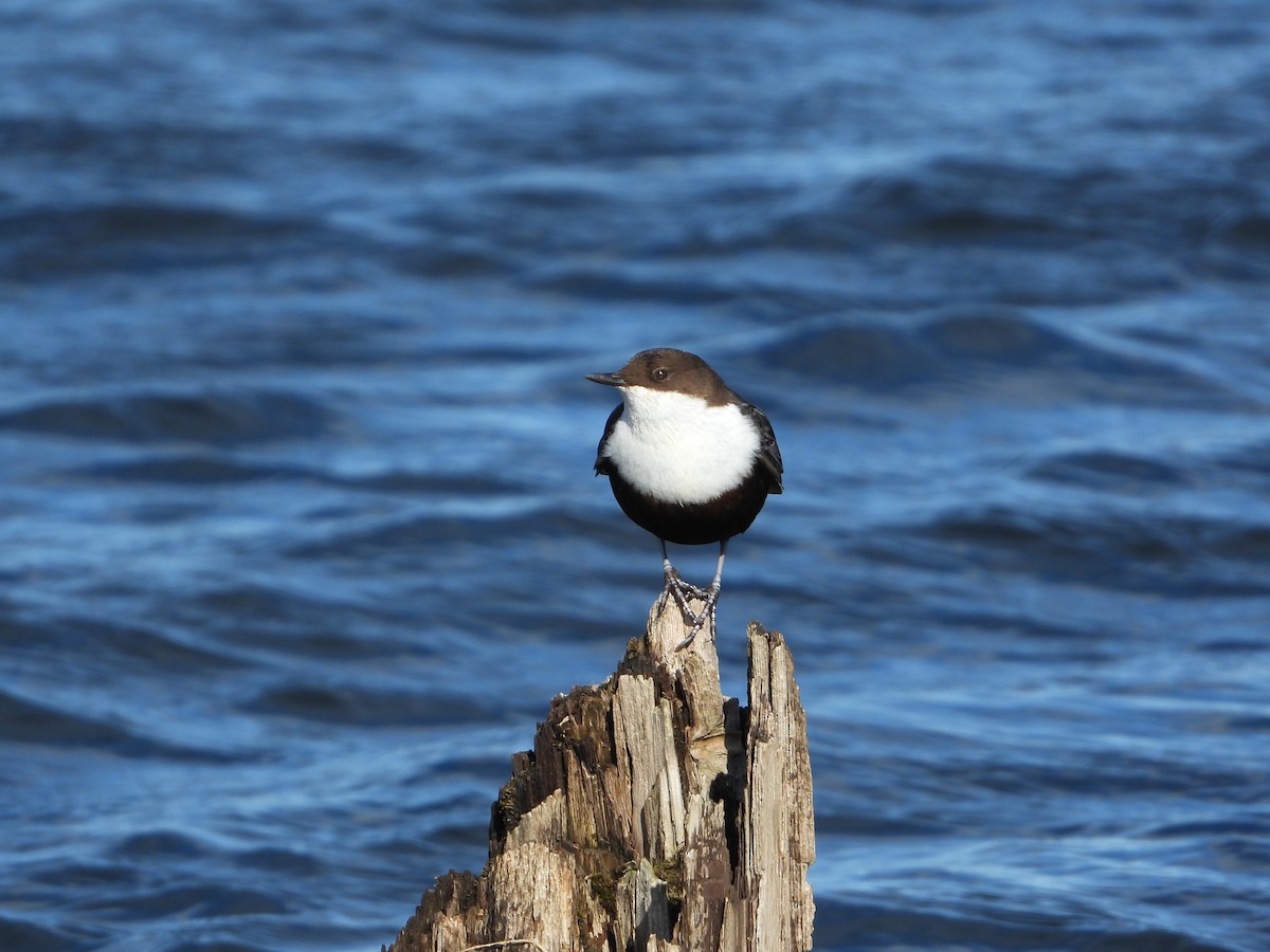 White-throated Dipper - ML645106707