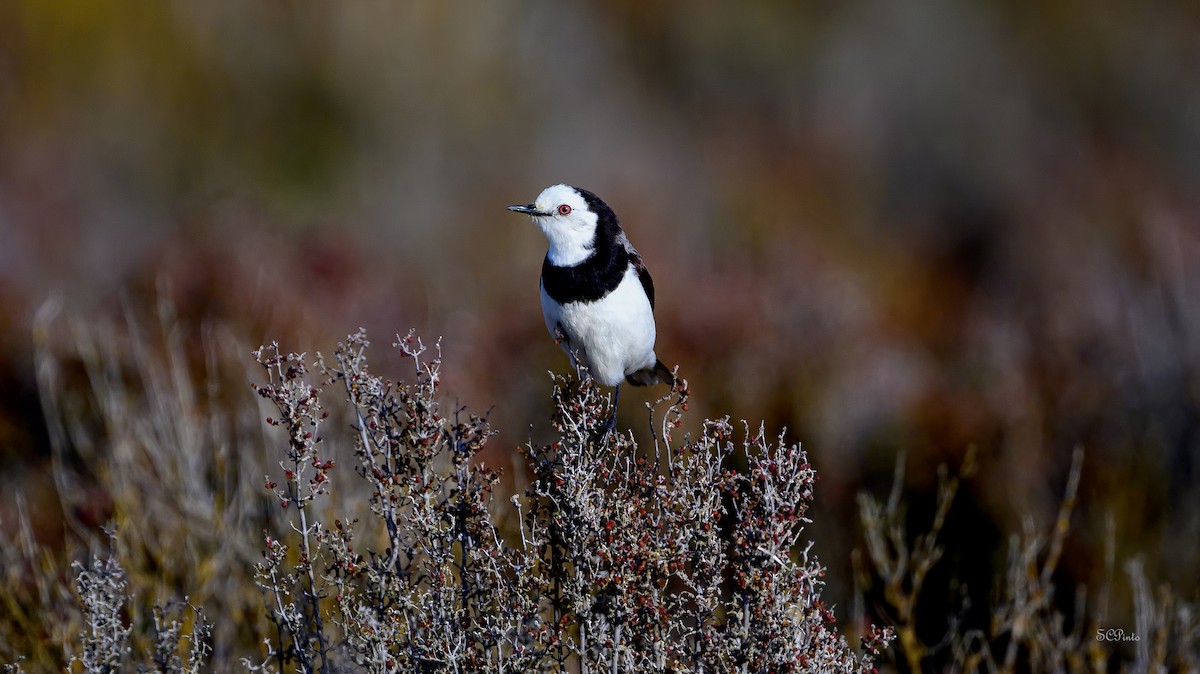 Alaca Çayır Balkuşu - ML645106718