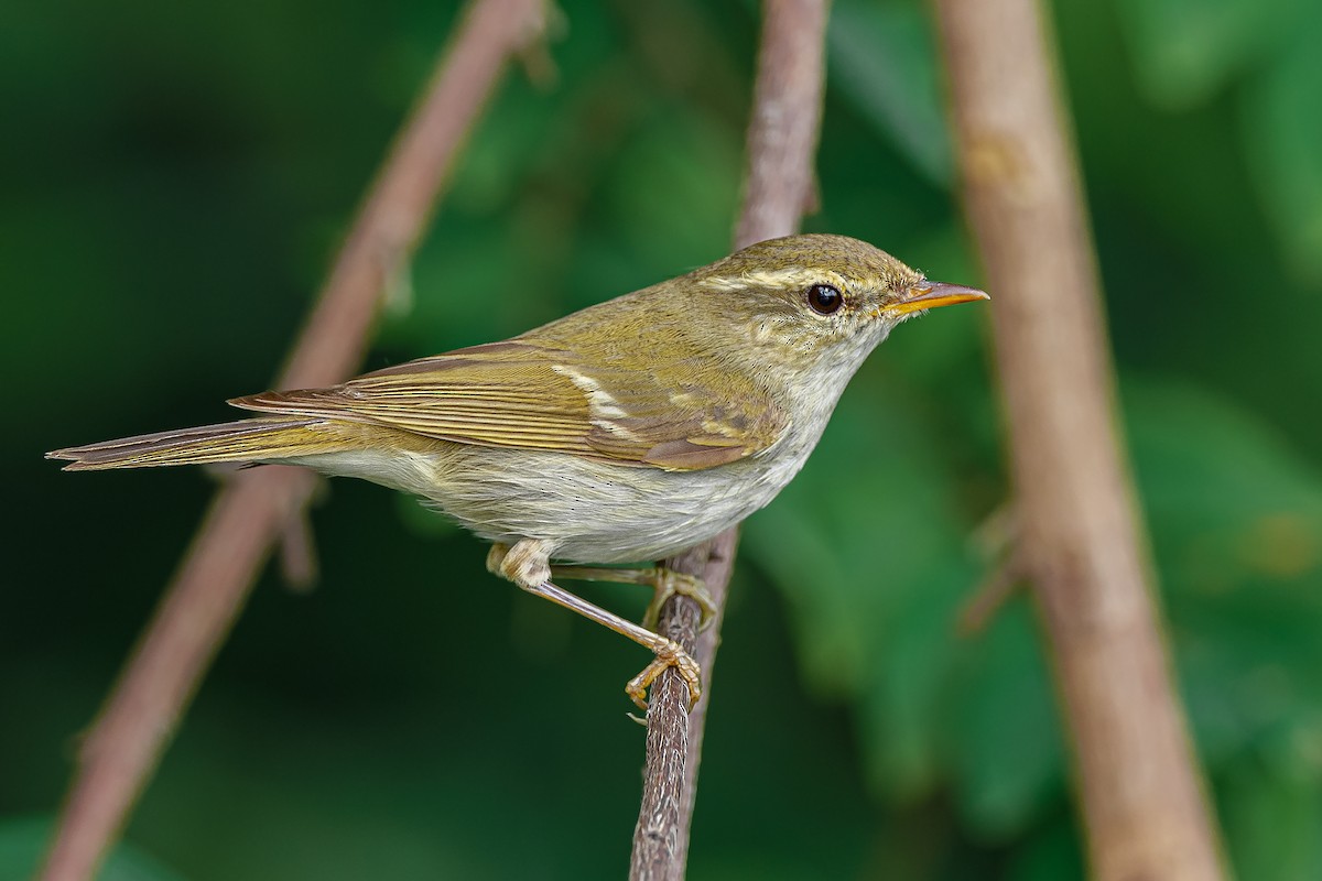 Two-barred Warbler - ML645106719