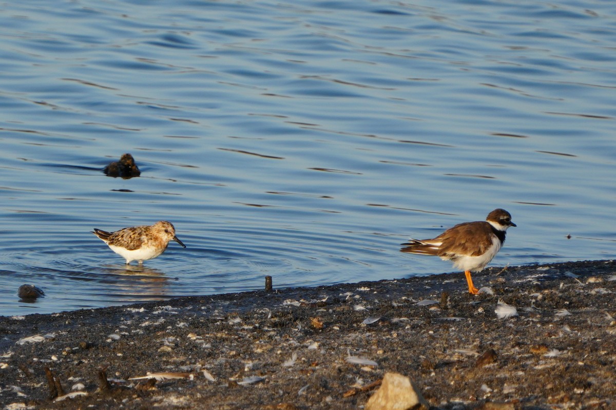 Little Stint - ML645106730