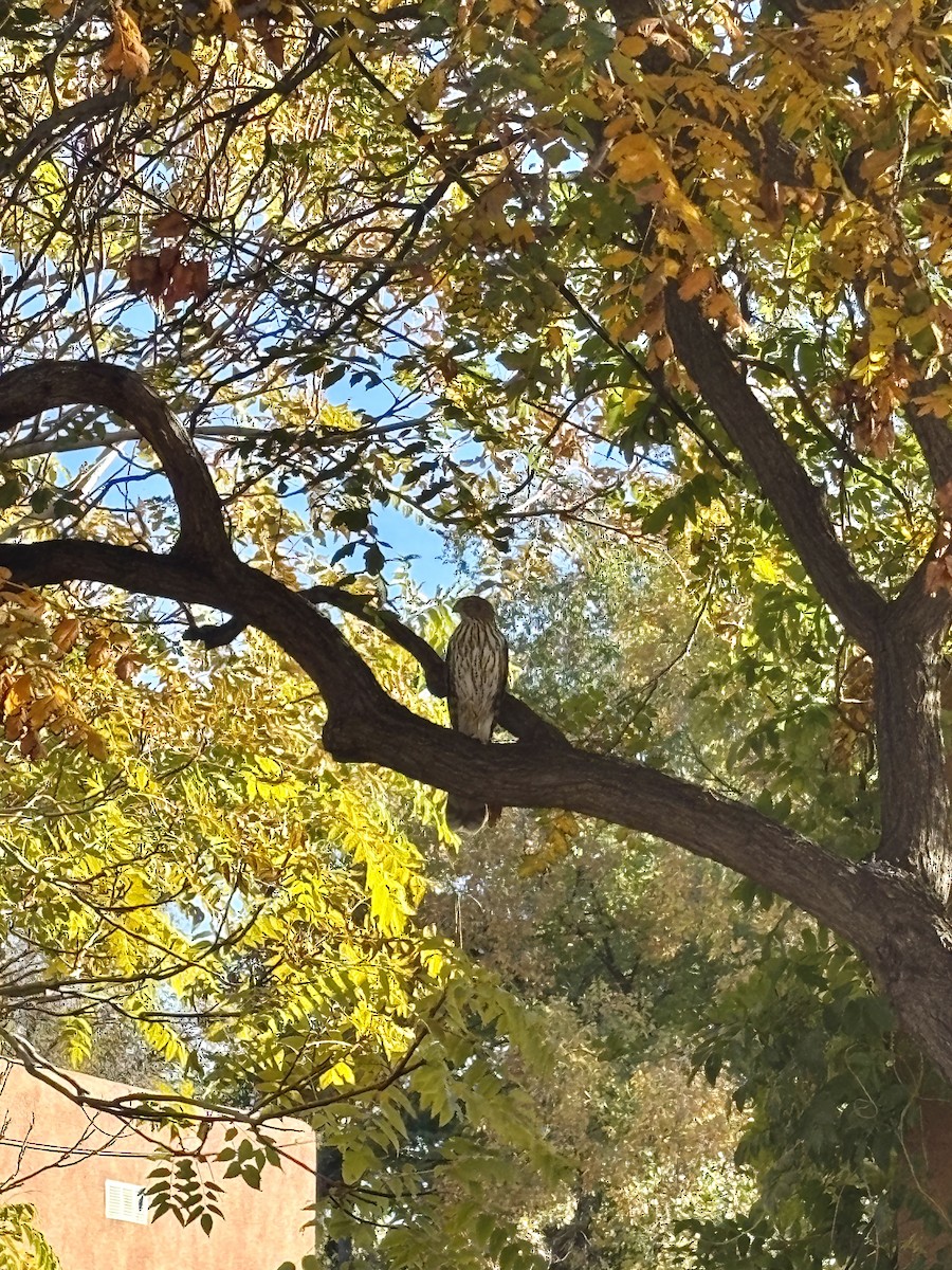 Cooper's Hawk - ML645106734