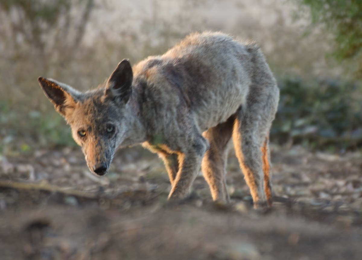 Coyote - ML645106735