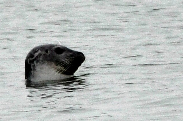 Animals - ML645106741