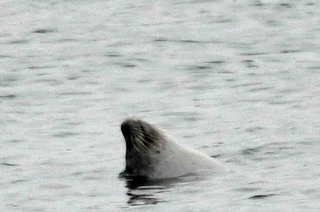 Animals - ML645106742