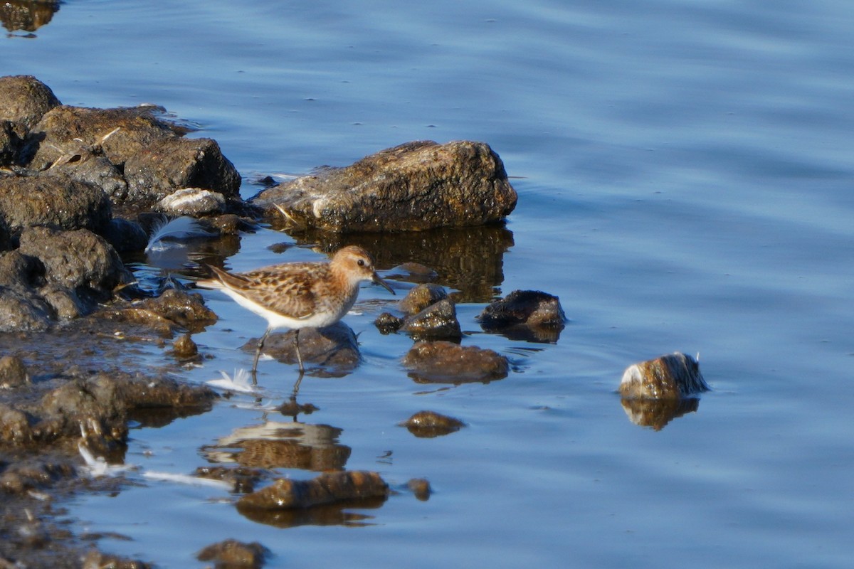 Little Stint - ML645106743