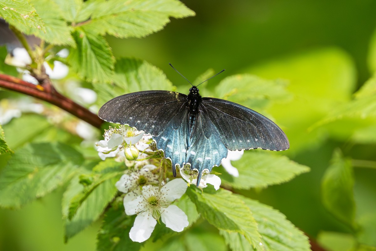 Pipevine Swallowtail - ML645106744