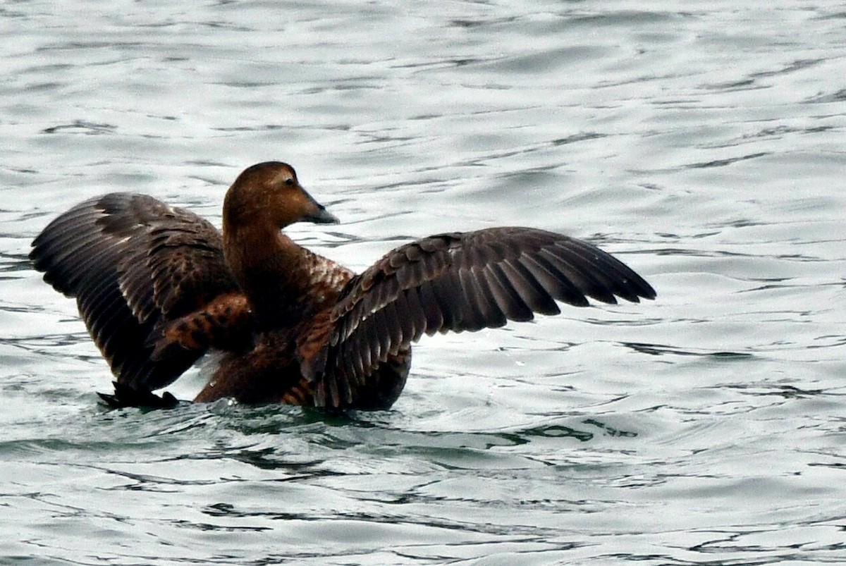 Common Eider - ML645106745