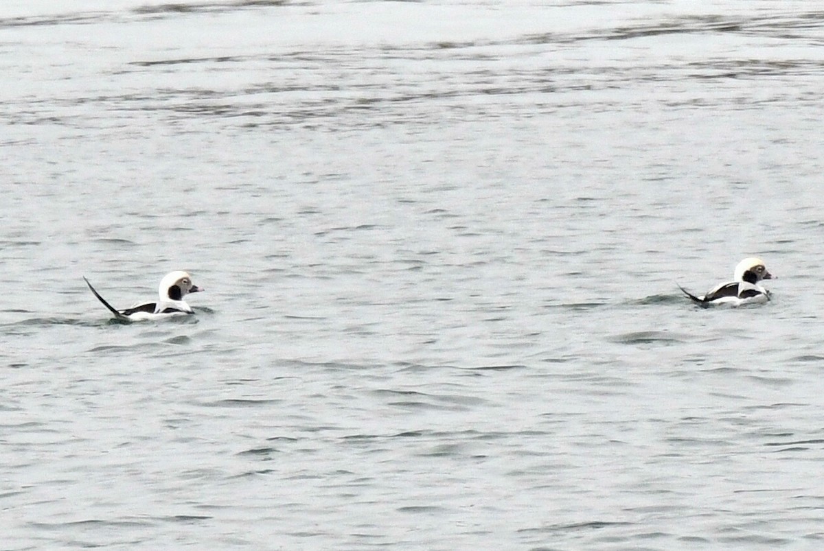Long-tailed Duck - ML645106747