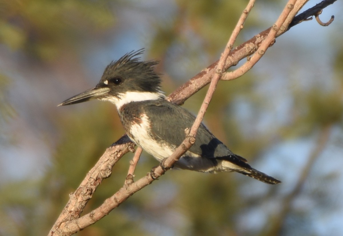 Belted Kingfisher - ML645106748