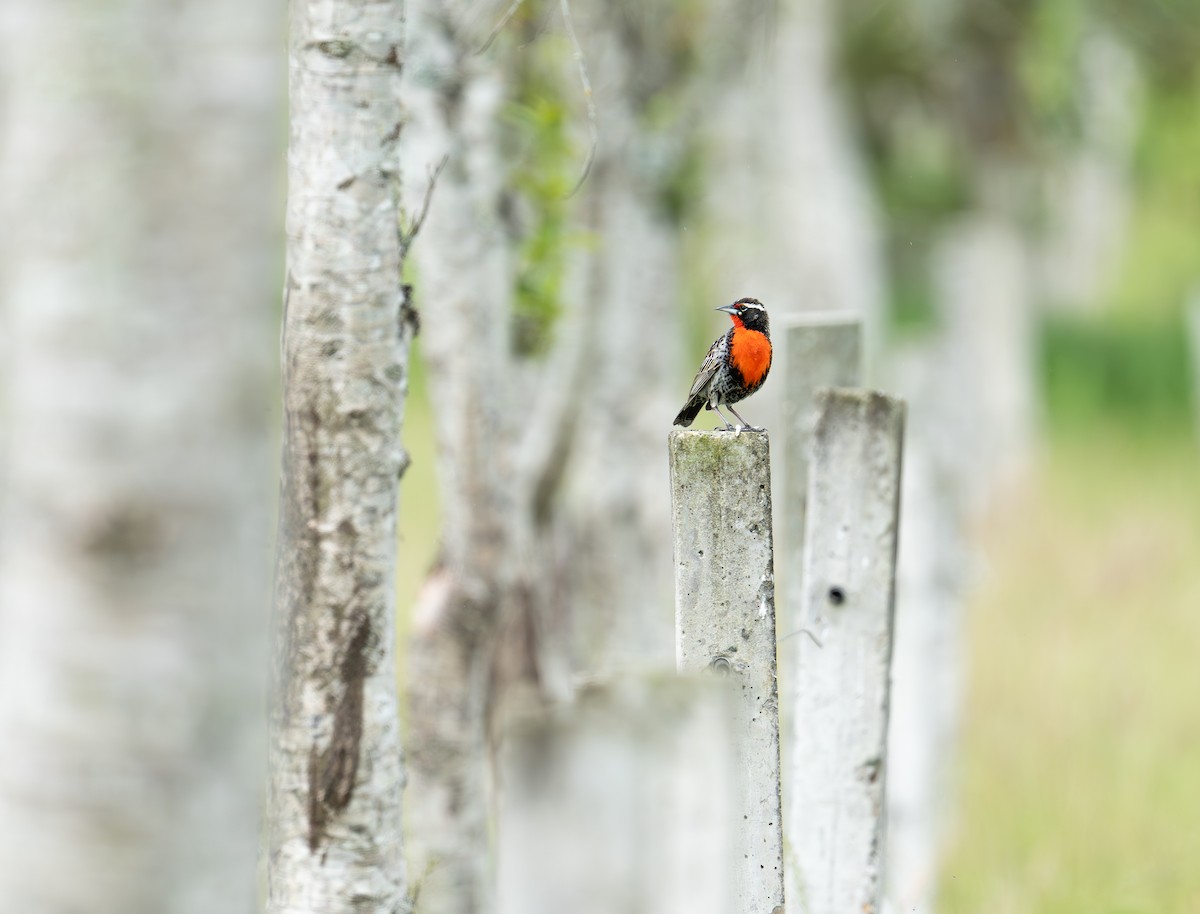 Peruvian Meadowlark - ML645106756