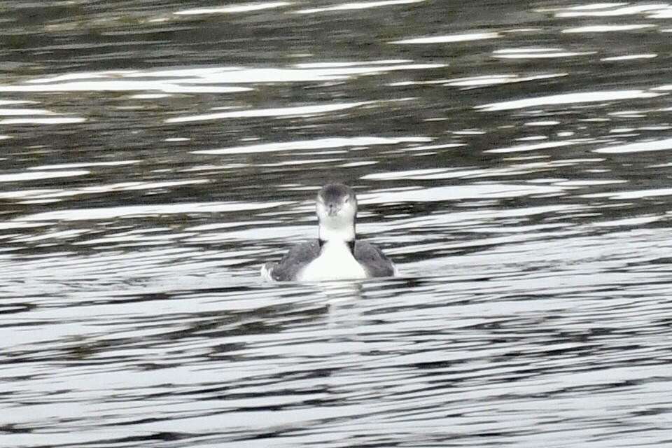 Red-throated Loon - ML645106757