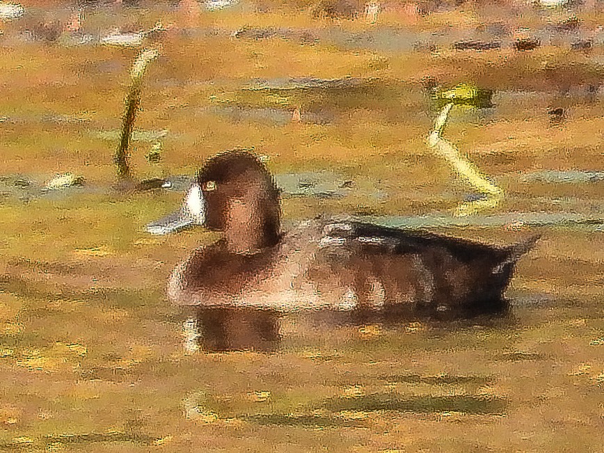 スズガモ - ML645106759