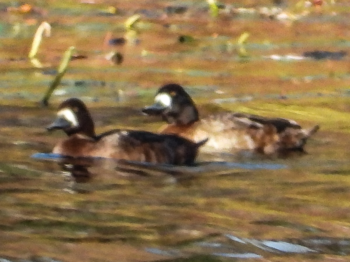 スズガモ - ML645106760