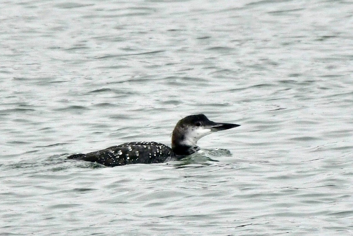 Common Loon - ML645106763