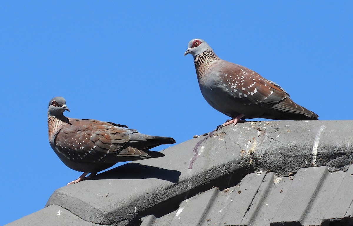 Paloma de Guinea - ML645106764