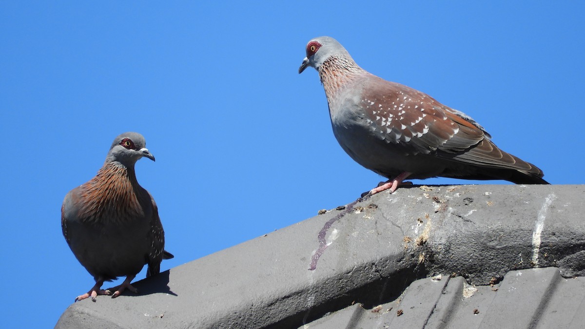 Paloma de Guinea - ML645106765