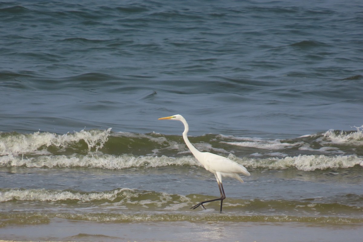 volavka bílá - ML645106769