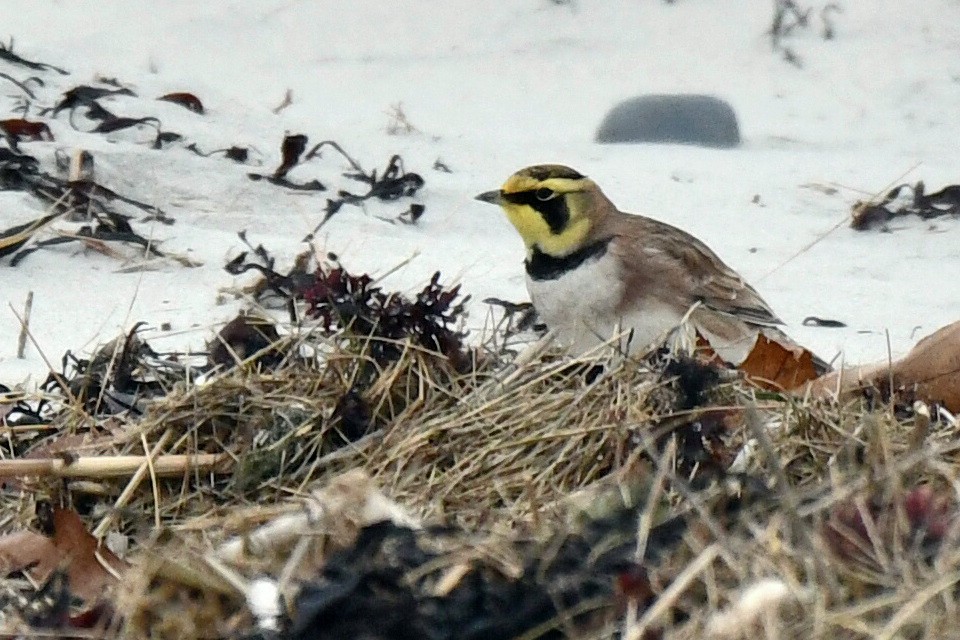 Horned Lark - ML645106770