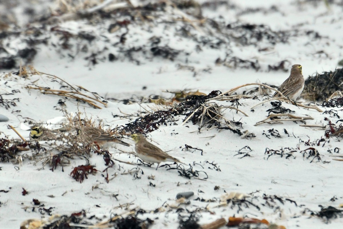 Horned Lark - ML645106771