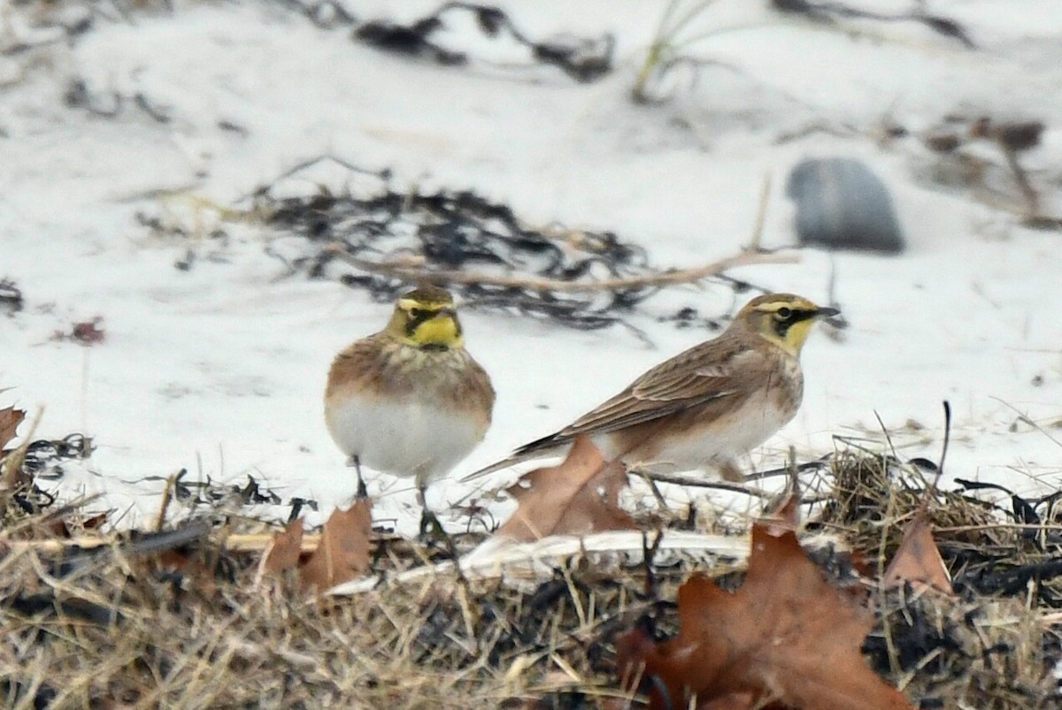 Horned Lark - ML645106772