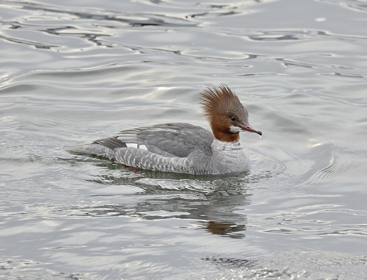 laksand - ML645106778