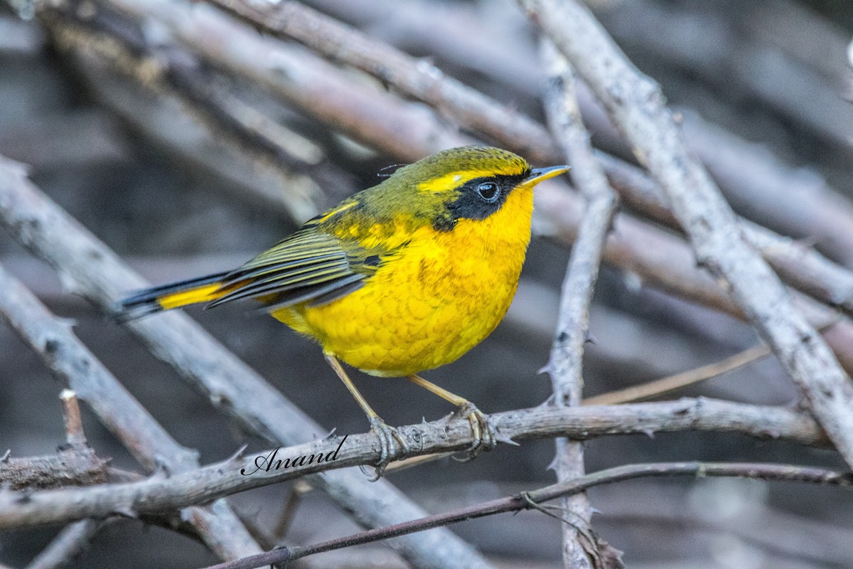 Golden Bush-Robin - ML645106796