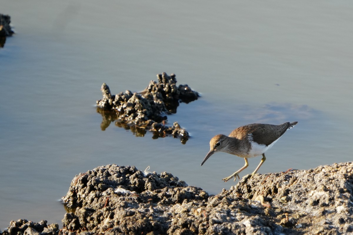 Common Sandpiper - ML645106797
