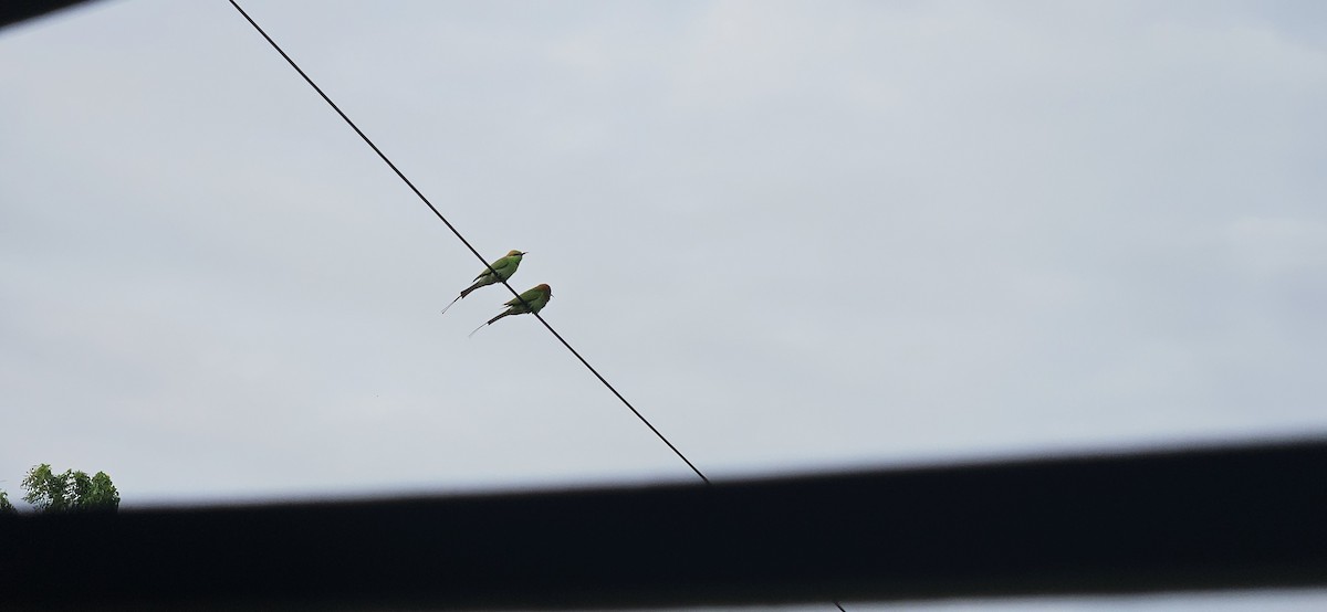 Asian Green Bee-eater - ML645106799