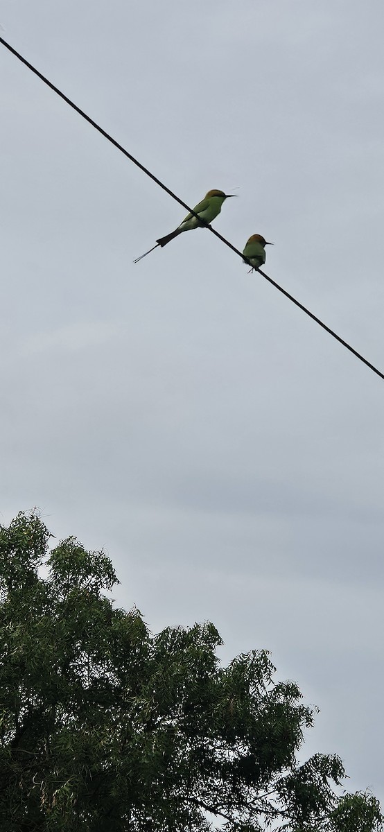 Asian Green Bee-eater - ML645106800