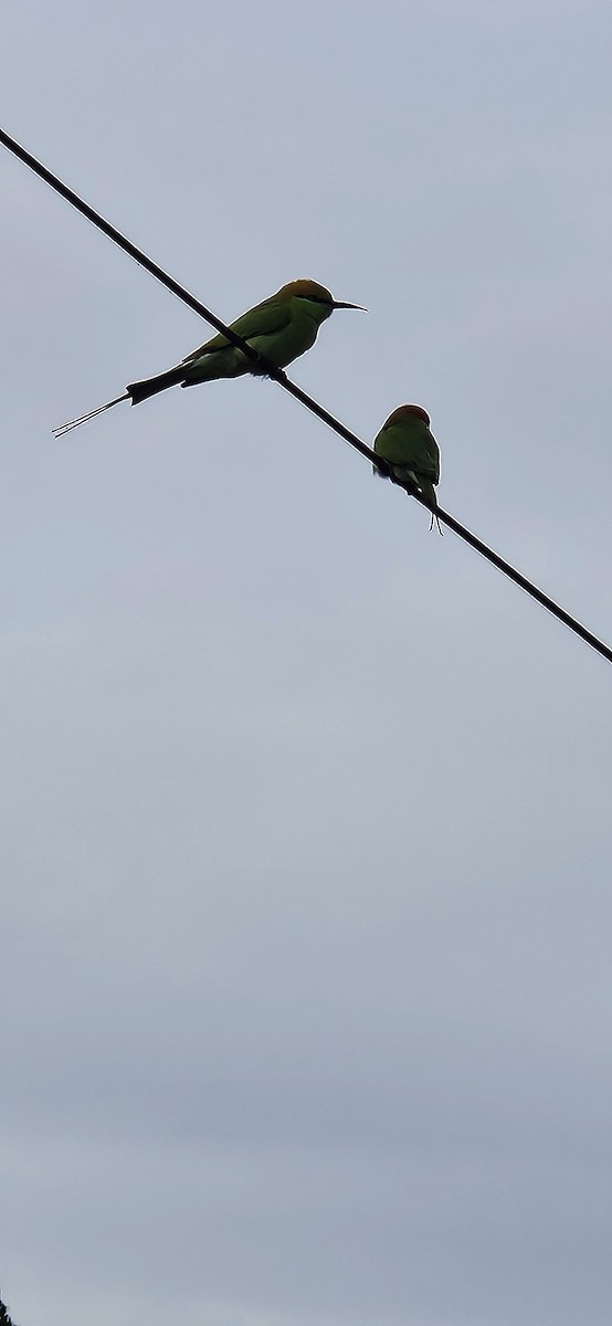 Asian Green Bee-eater - ML645106801