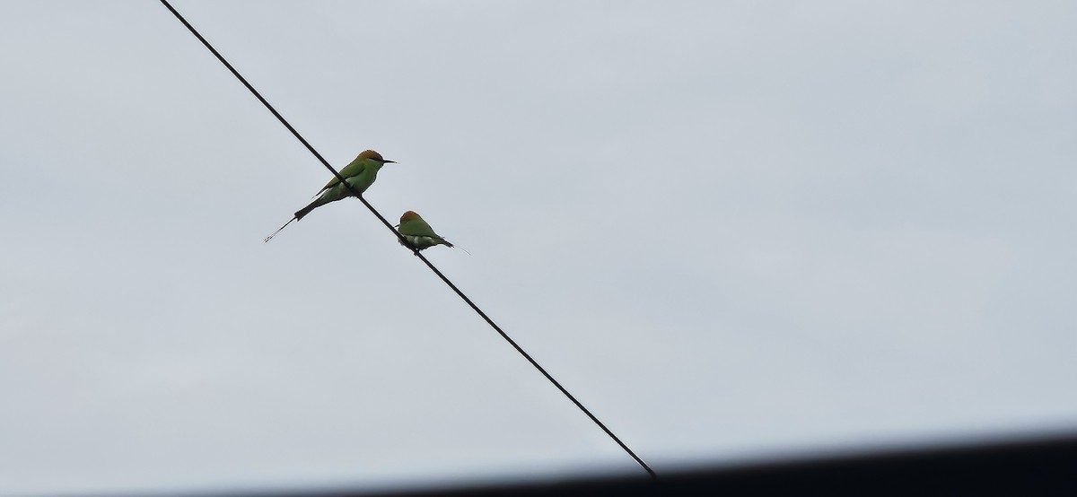 Asian Green Bee-eater - ML645106802