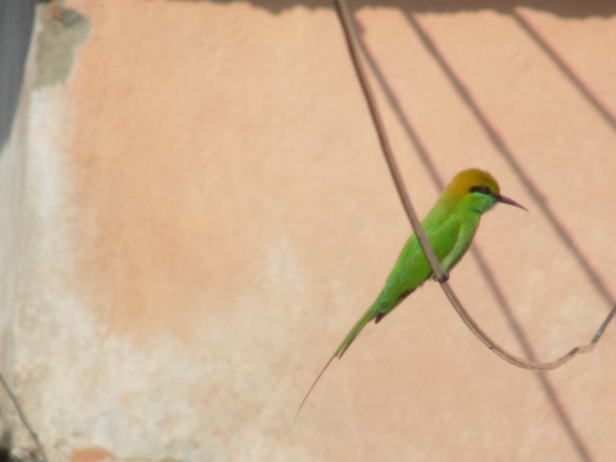 Asian Green Bee-eater - ML645106803
