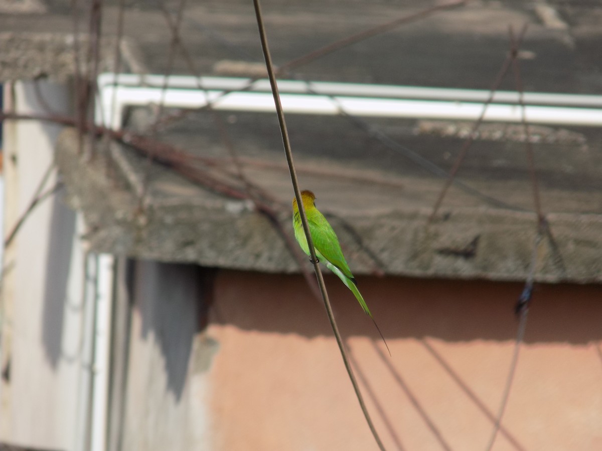 Asian Green Bee-eater - ML645106804