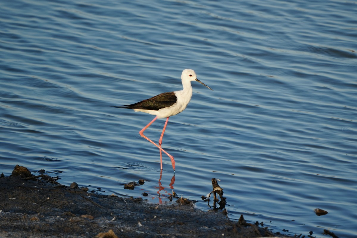 Black-winged Stilt - ML645106805