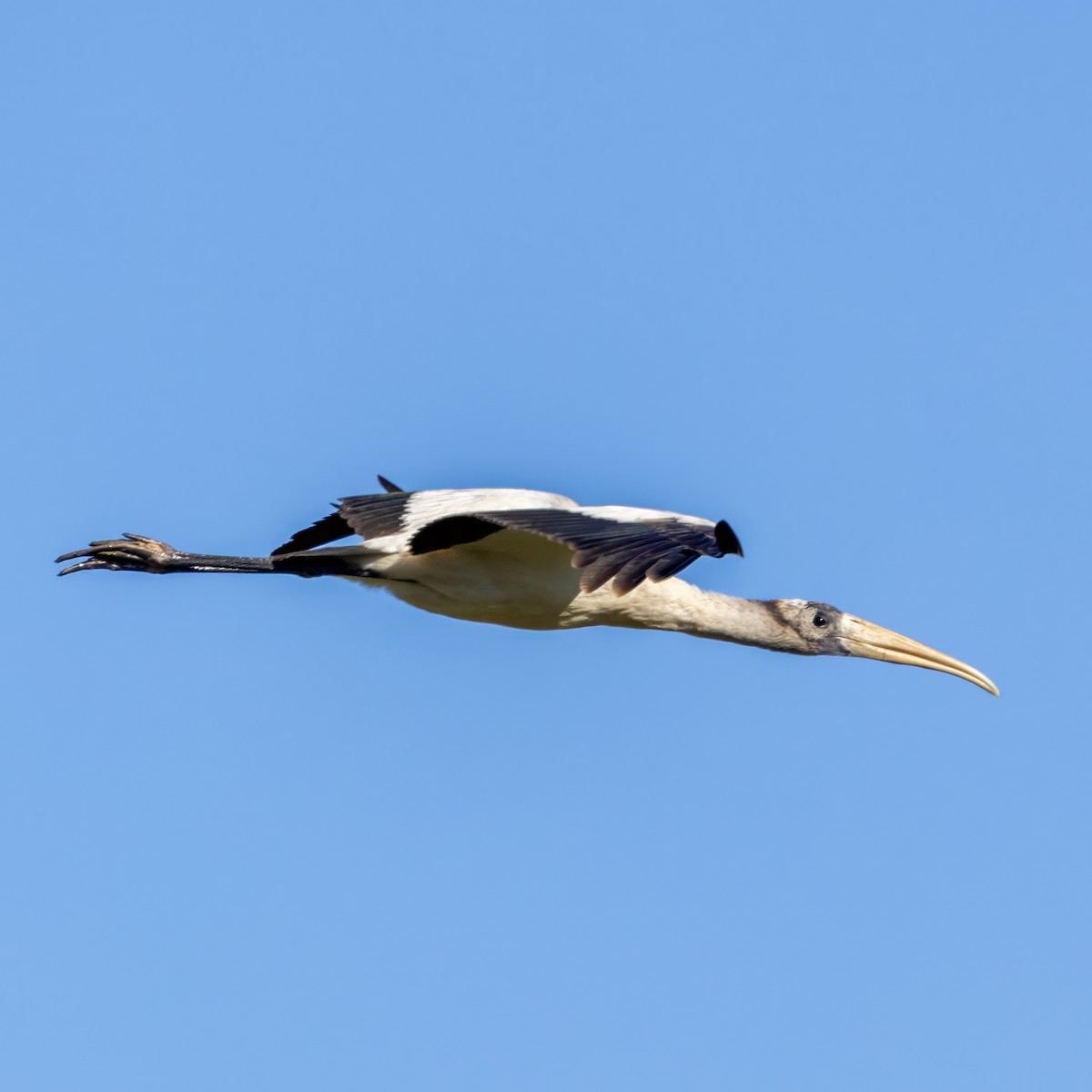 Wood Stork - ML645106806